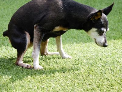 dog urinating in artificial grass