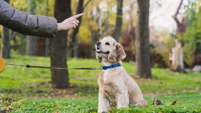 What Is Compulsion Dog Training? A Closer Look! - WeWantDogs