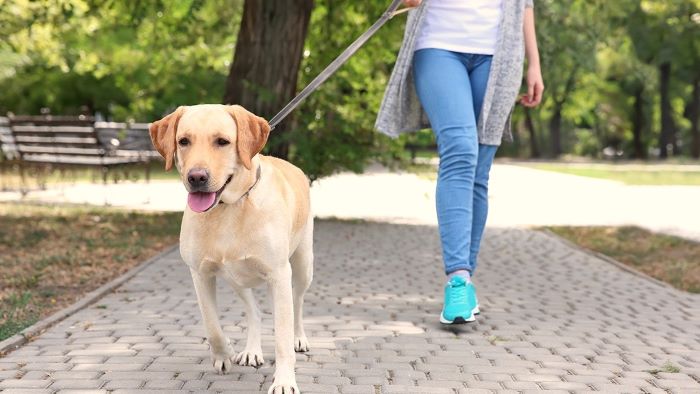 when is it too hot to walk your dog?