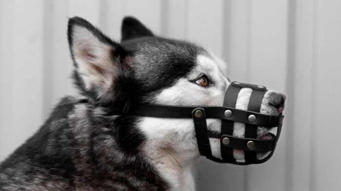 Best muzzle for outlet husky