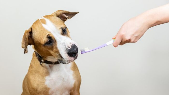 The 5 Best Ultrasonic Dog Toothbrush UK for Better Dental Health ...