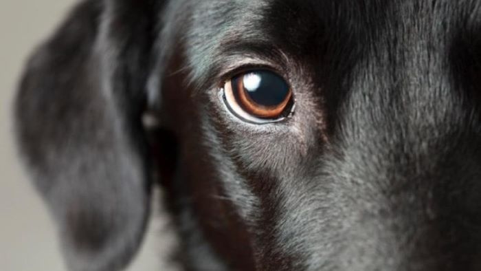 conjunctivitis-in-dogs-a-closer-look-wewantdogs