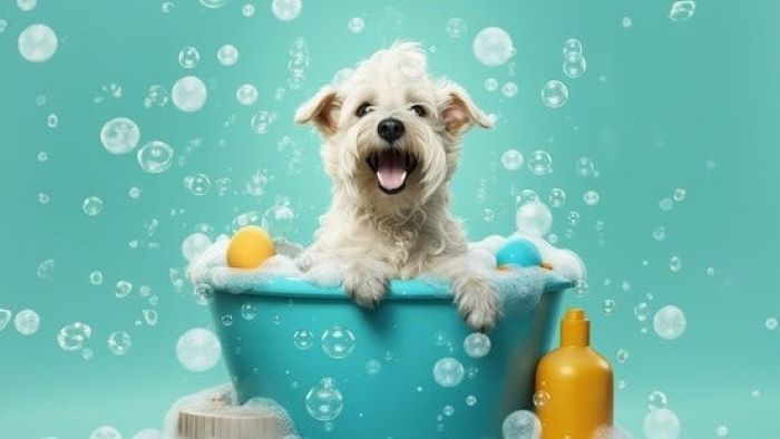 How to Bath a Dog That Hates Water? Tips and Tricks - WeWantDogs