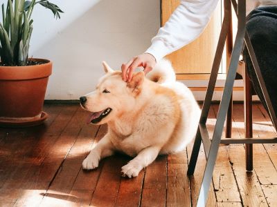 dog being stroked on head 