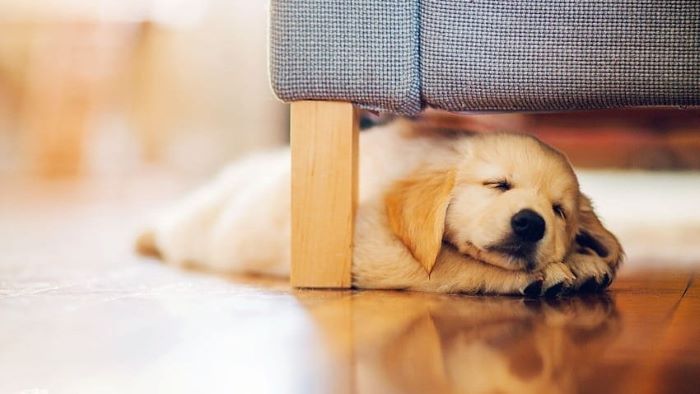 why-do-dogs-twitch-in-their-sleep-the-science-behind-dog-sleep