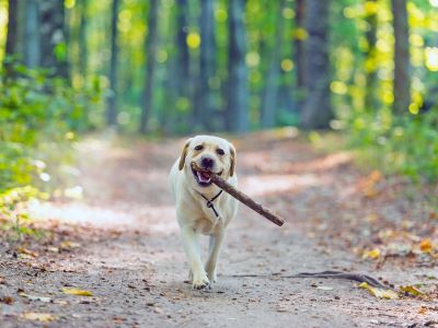 a dog walking with a stick in his mouth