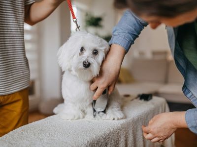 How to use a dog clipper