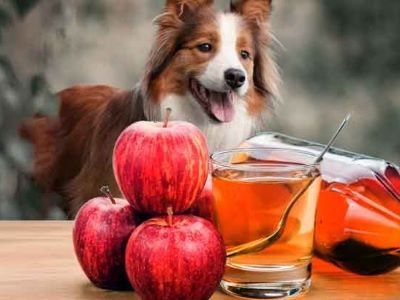 dog with apple cider vinegar