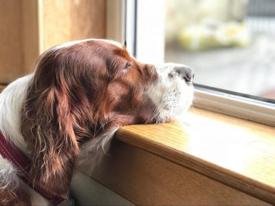 sad dog sitting by the window