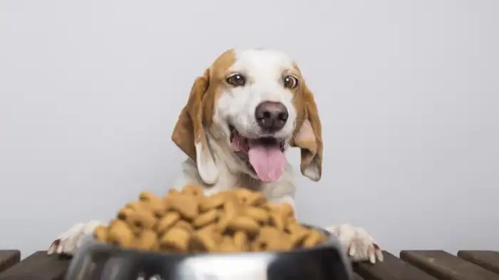 6-best-low-protein-dog-food-uk-wewantdogs