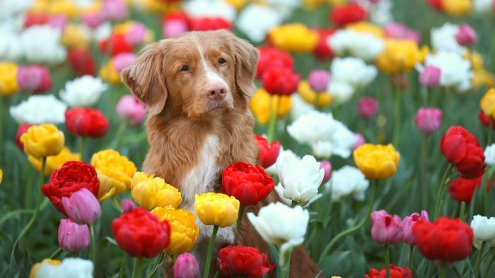 Are Pansies Poisonous To Dogs? Pet Parent Alert - WeWantDogs