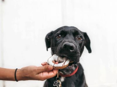 dog eating a doughnut