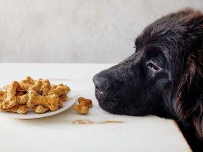 dog trying to eat dog treat