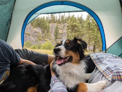 a happy dog in the tent