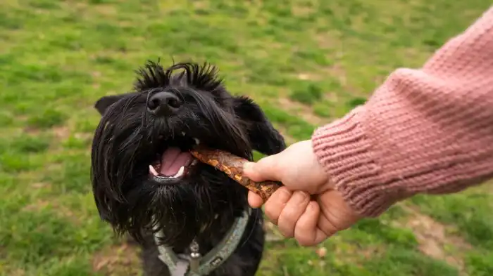 13 Best Dog Biscuits UK to Provide Delicious Treats - WeWantDogs