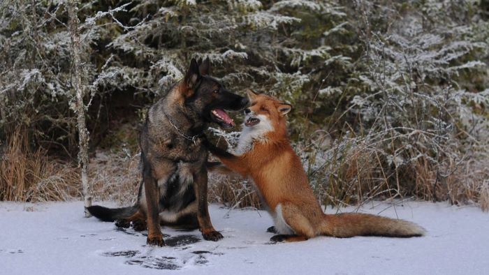 Are Foxes Related To Dogs Insights Wewantdogs