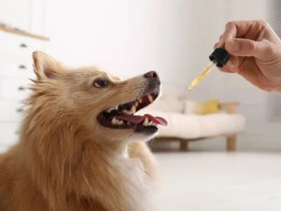 How To Treat Dog Yeast Ear Infection?