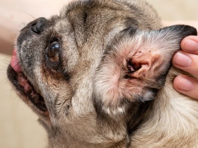 Symptoms of Dog Yeast Ear Infection