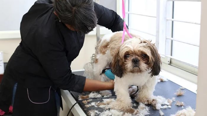 What Is Dog Grooming?