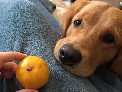 Can Dogs Have Satsumas