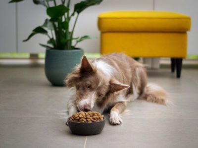 Transitioning Your Dog to a Skin Friendly Diet