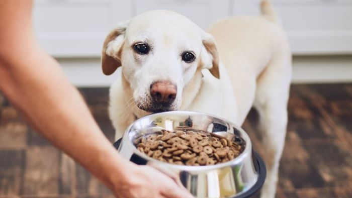 what-to-feed-dogs-with-itchy-skin-guide-wewantdogs