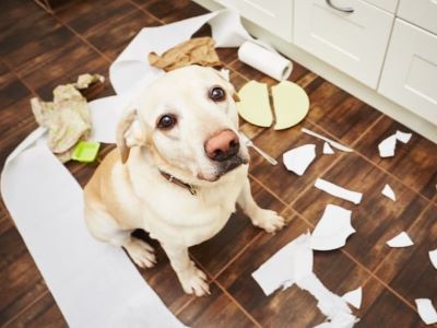 Why Dogs Chew Furniture