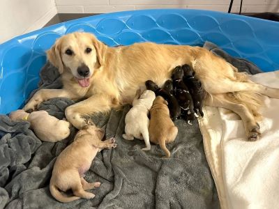  Factors Affect the Number of Litters a Dog Can Have