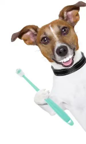 Molain Dog Toothbrush