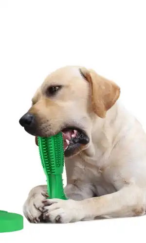 RUCACIO Dog Toothbrush Chew Toy