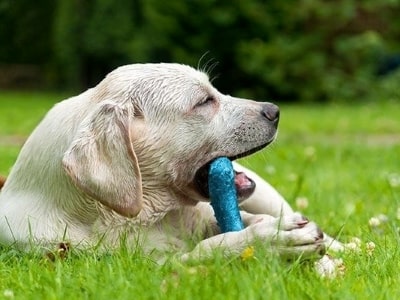Chew toy for dogs