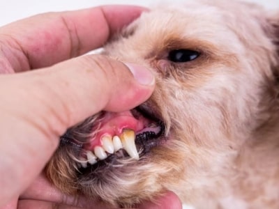 Dental Issue of dogs.