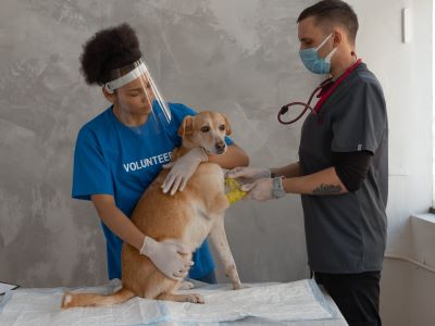 dog getting checked 