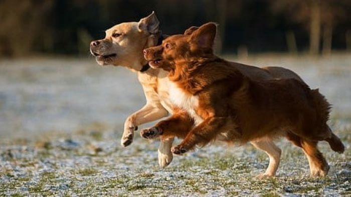 How Fast Can A Dog Run? 