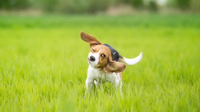 Why Does My Dog Keep Shaking His Head?