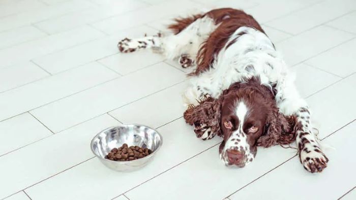 What To Feed a Sick Dog With No Appetite?