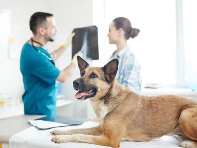 Diagnosis of asthma in dogs