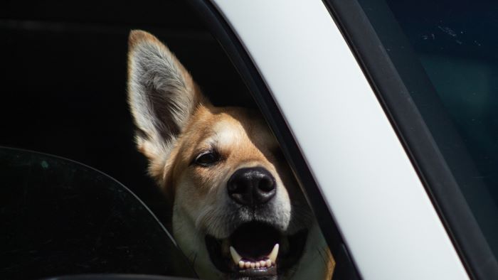 How To Stop A Dog Barking In The Car?