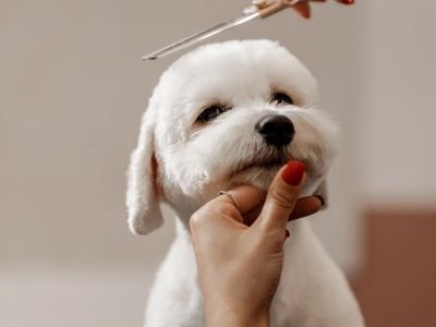 Healthcare and Grooming of your dog