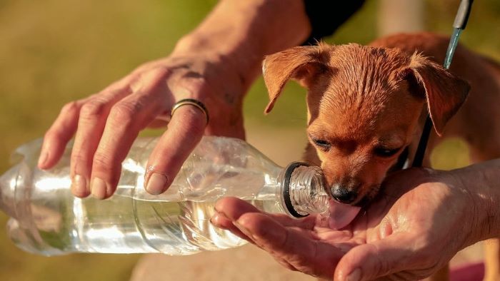 How To Get A Dog To Drink Water? 