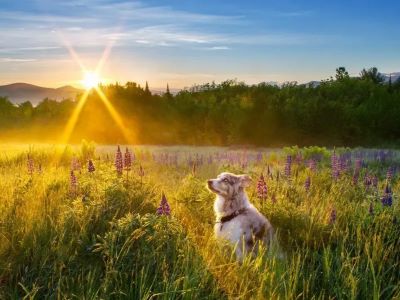 Lupine Poisonous to Dogs