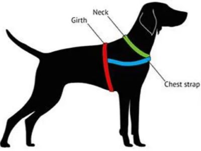 Measure Dog for Harness