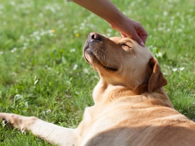 Gentle touches to your dog.