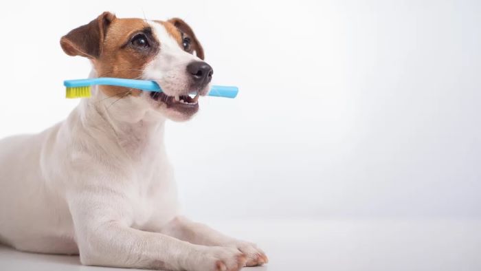 How Much Does a Dog Teeth Cleaning Cost?