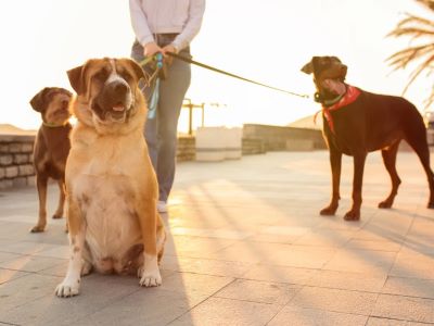 Tips for Walking Your Dog After Eating