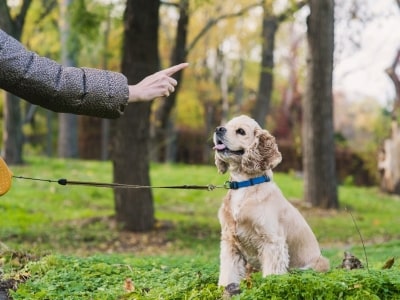 Training your dog