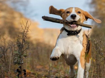 Why do dog eat stick?
