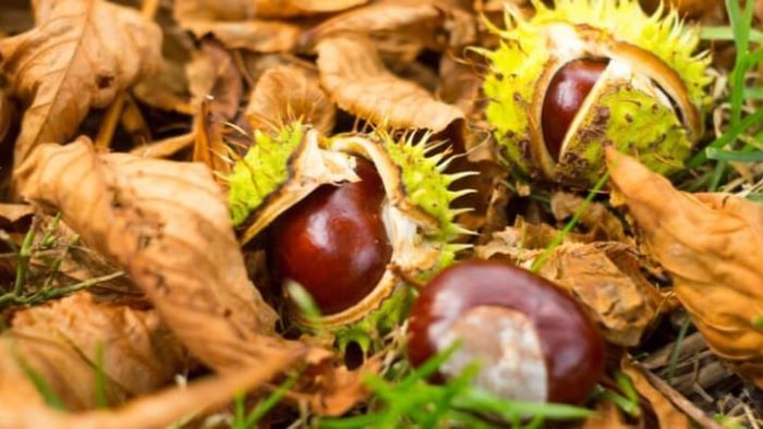 Are Conkers Poisonous to Dogs? Guide!