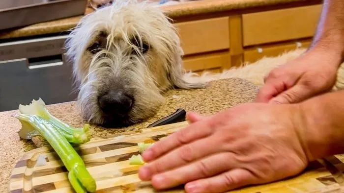 Can Dogs Eat Asparagus