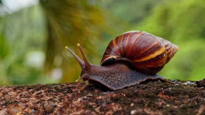 Can Dogs Eat Snails